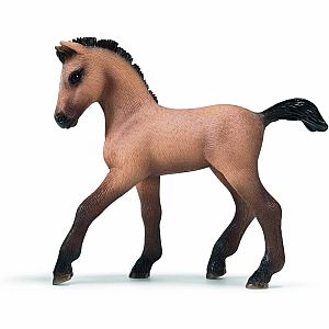 ANDALUSIAN FOAL